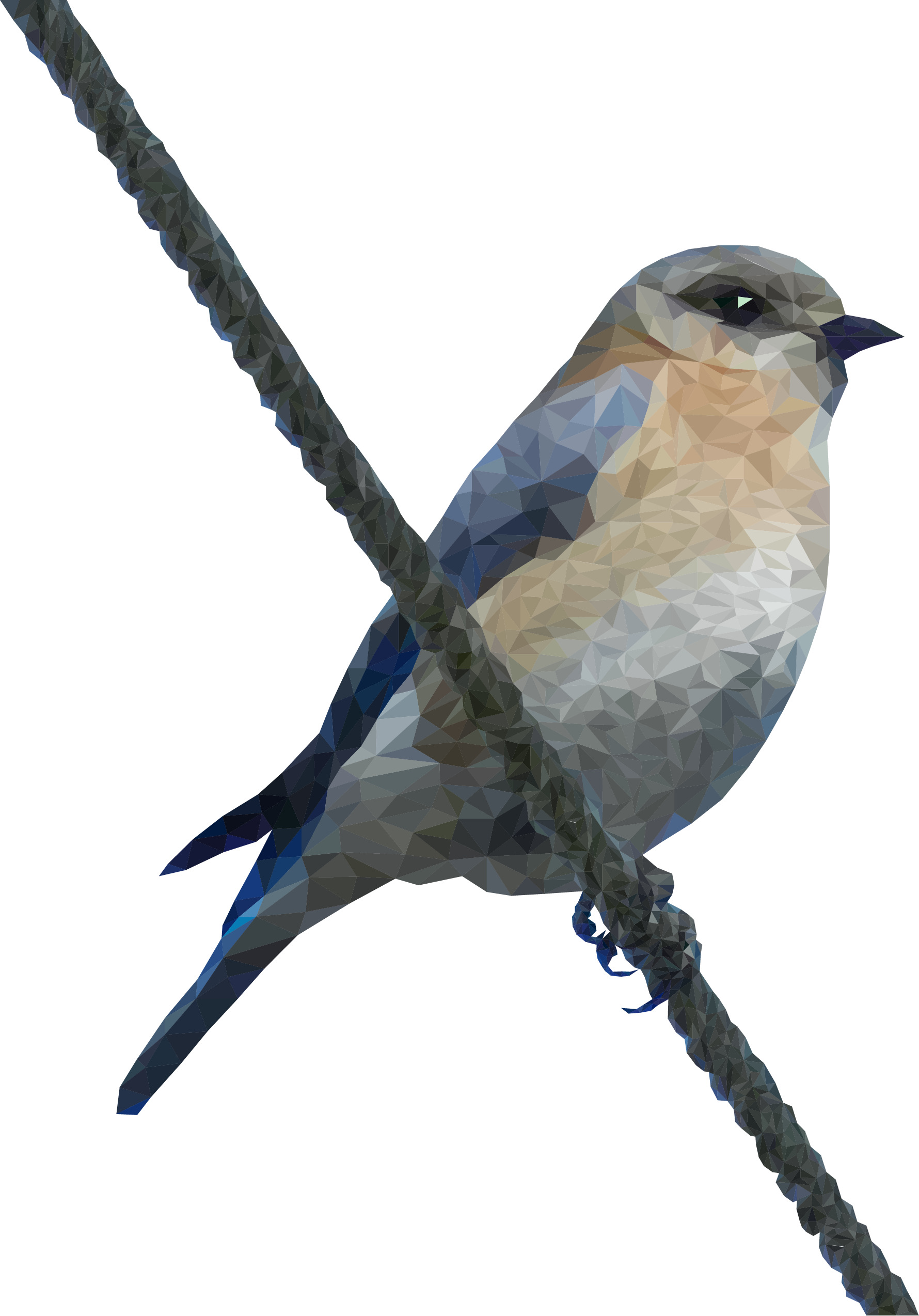 Bluebird On a Wire